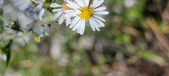 Enlarge photo 100