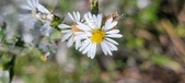Enlarge photo 107
