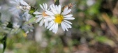 Enlarge photo 99