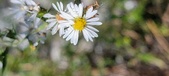 Enlarge photo 105