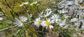 Enlarge photo 95