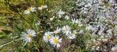 Enlarge photo 93