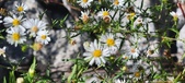 Enlarge photo 85