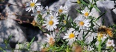 Enlarge photo 84
