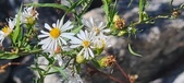 Enlarge photo 78