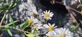 Enlarge photo 77