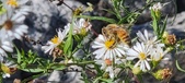 Enlarge photo 76