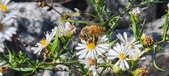 Enlarge photo 75