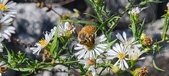 Enlarge photo 74