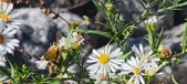 Enlarge photo 73