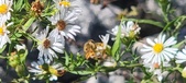 Enlarge photo 72