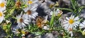Enlarge photo 71