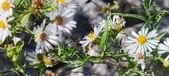 Enlarge photo 70