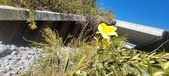 Enlarge photo 67