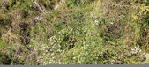 Enlarge photo 259