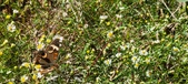 Enlarge photo 51