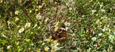 Enlarge photo 50