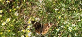Enlarge photo 45