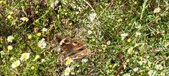 Enlarge photo 41