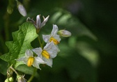 Enlarge photo 11