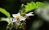 Enlarge photo 32