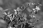 Enlarge photo 35