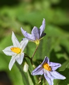Enlarge photo 37