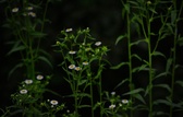 Enlarge photo 43