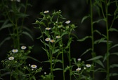 Enlarge photo 44