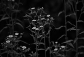 Enlarge photo 48