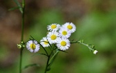 Enlarge photo 51
