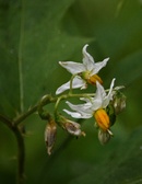 Enlarge photo 52