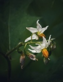 Enlarge photo 53
