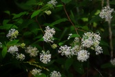 Enlarge photo 57