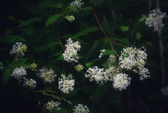Enlarge photo 58