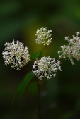 Enlarge photo 61
