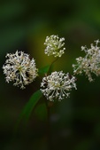 Enlarge photo 62