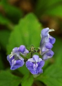 Enlarge photo 72