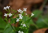 Enlarge photo 74