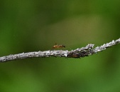 Enlarge photo 71