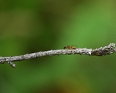 Enlarge photo 75