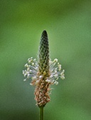 Enlarge photo 81