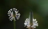 Enlarge photo 84