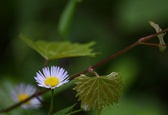 Enlarge photo 85