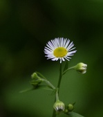 Enlarge photo 86