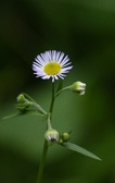 Enlarge photo 87