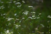 Enlarge photo 100