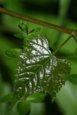 Enlarge photo 78