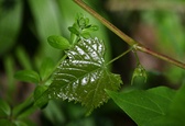 Enlarge photo 80