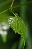 Enlarge photo 79